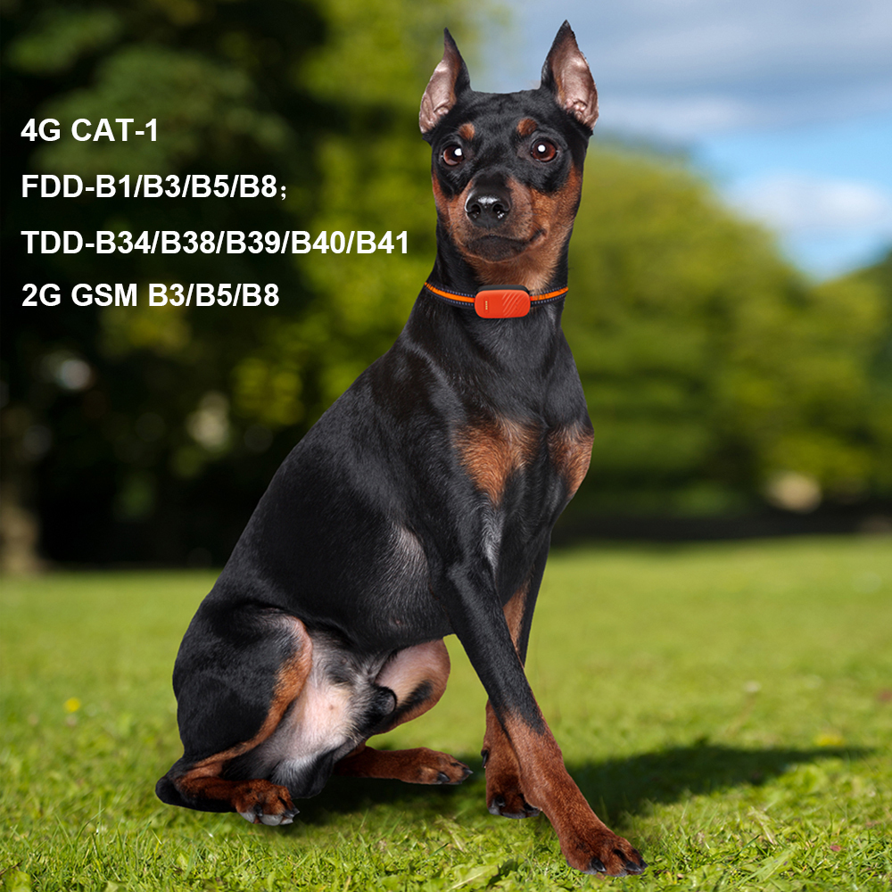 4G Echtzeit-GPS-Halsband für Hunde und Katzen 3