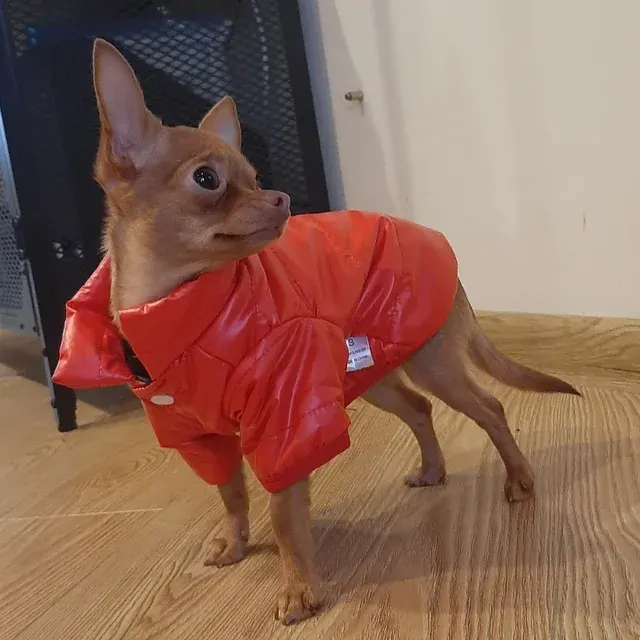 Hunde-Regenjacke 2