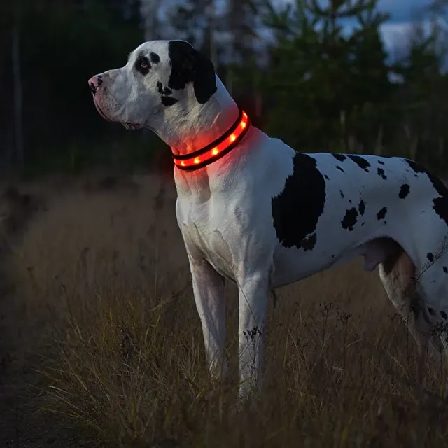 USB LED Collar with Color Changes 4