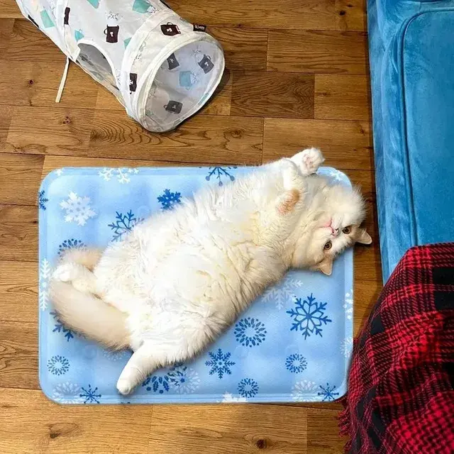 Pet Bed 3