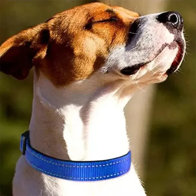 Reflective Dog Collar 4
