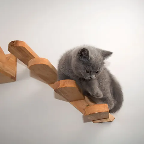 Katzenkletterwand