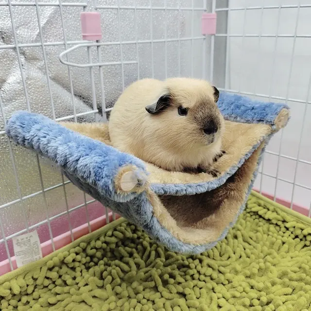 Small Pet Hammock 3