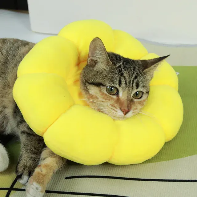 Pet Protective Collar 4