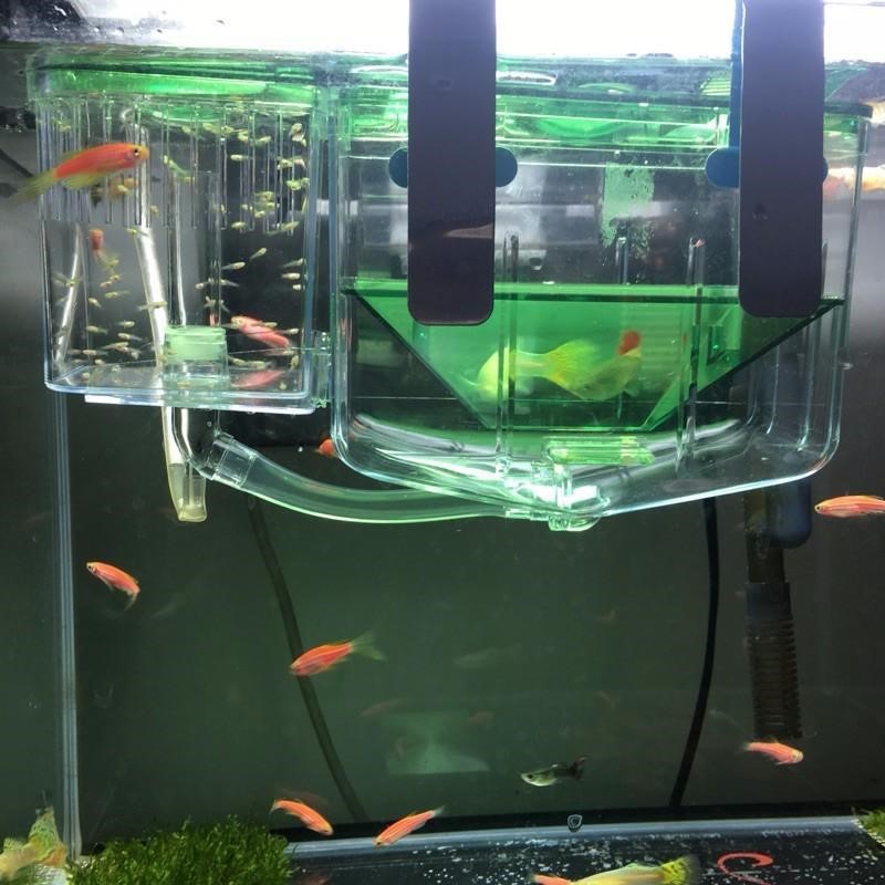 Hatching box Guppy Sick Fish Isolation Fighting