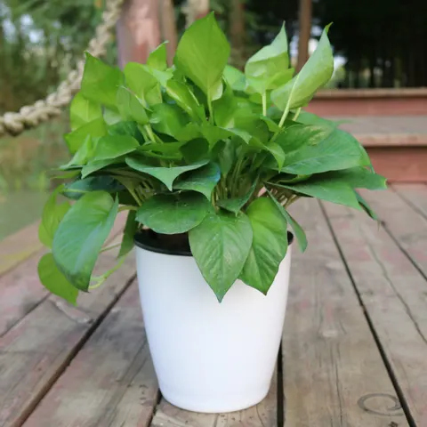 Hydroponic Flower Pot