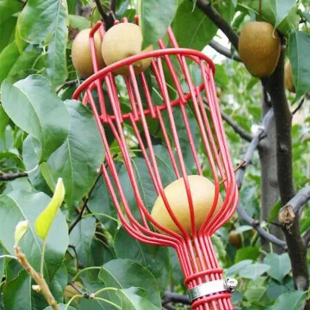 Fruit Picker 3