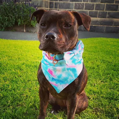 Dog Neck Scarf