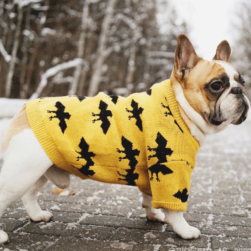 Haustierpullover