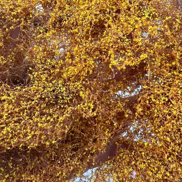 Modell-Vegetation 4