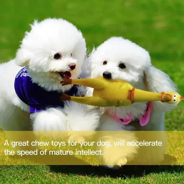 Squeaky Dog Toy 2