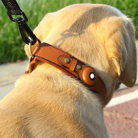 GPS Dog Collar
