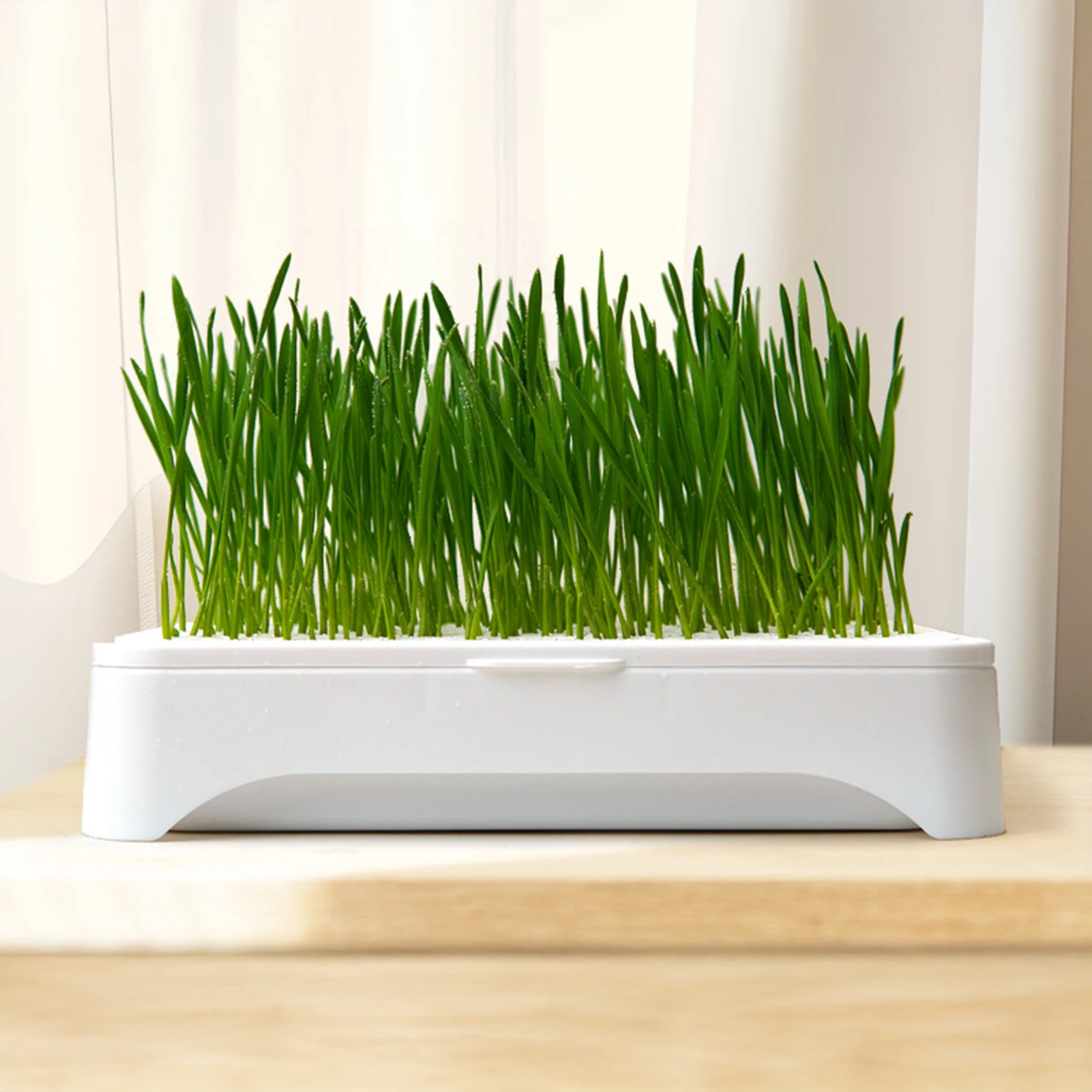 Haustier Katze Gras Pflanzbecken Soilless Kultur Weizen Sämling 2
