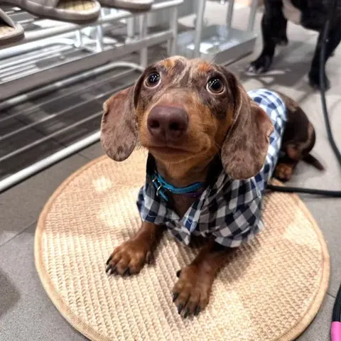 Hundehemd