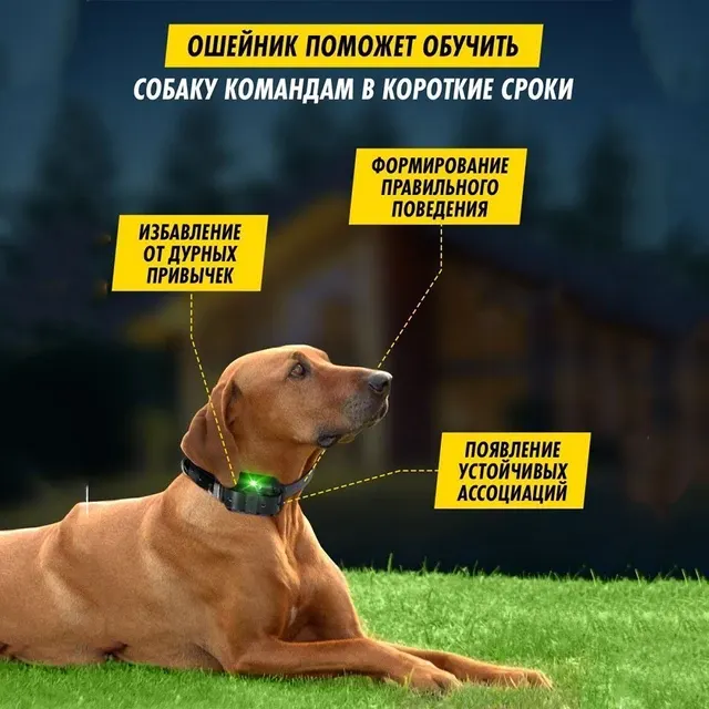 Dog Training Collar 4