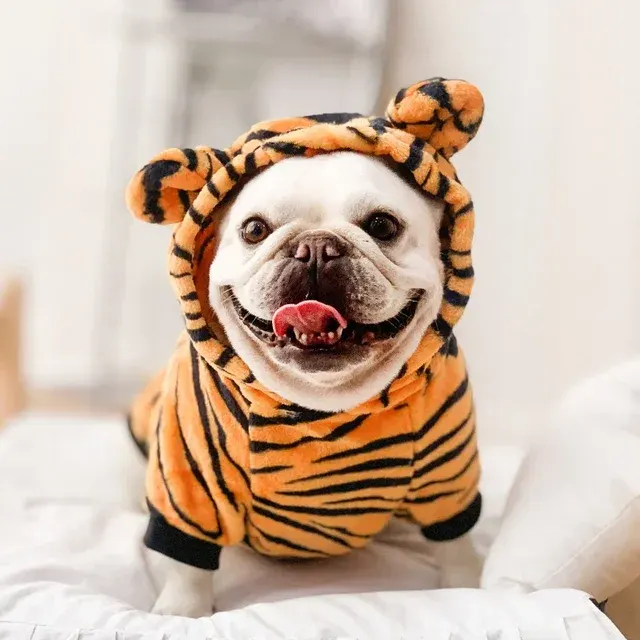 Dog Costume 4