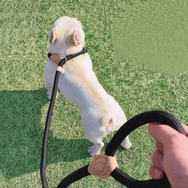 Dog Slip Leash 3
