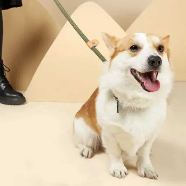 Dog Slip Leash 2