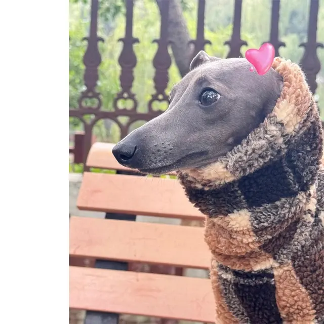 Dog Coat 4