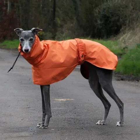 Wasserdichter Hunde-Regenmantel Große Größe Luxuriöser Whippet-Windhund-Hunde-Regenmantel Jacke Dobermann