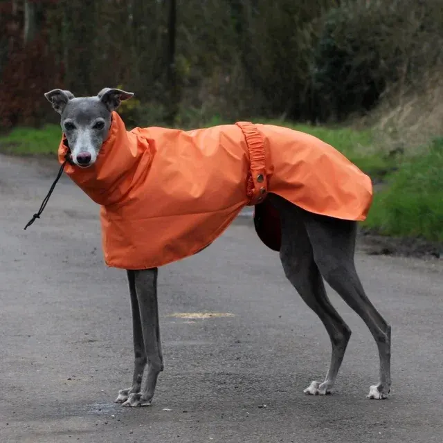 Hunde-Regenmantel 1