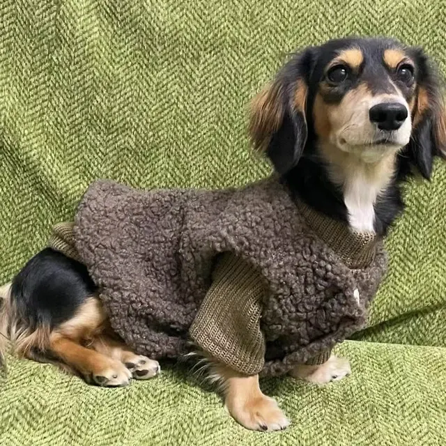 Dog Sweater 3