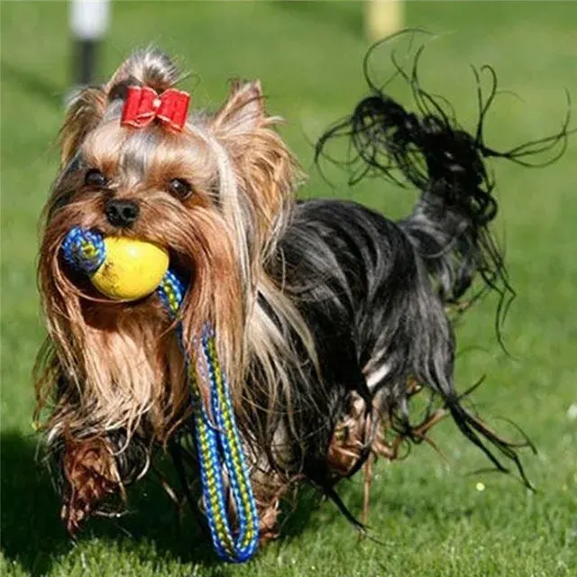 Rubber Chew Ball for Dogs 3