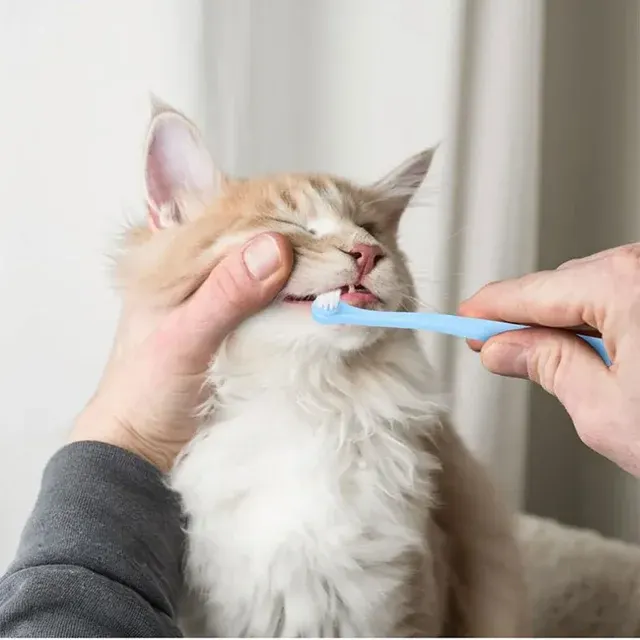 Dog Toothbrush 4