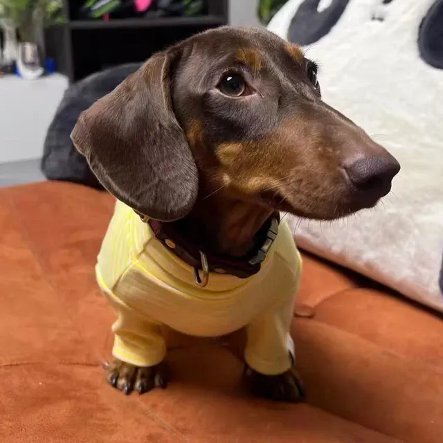 Hunde-Schlafanzug 4