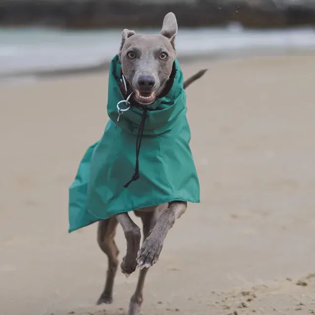 Dog Raincoat 2