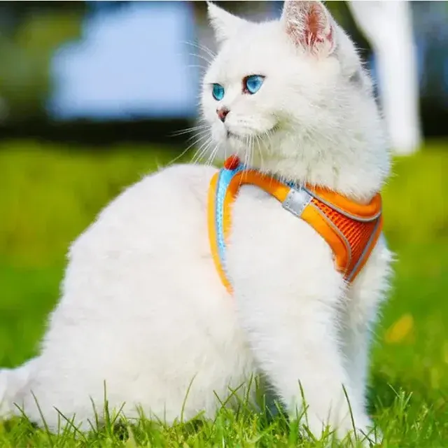Reflective Dog Harness with Leash 2