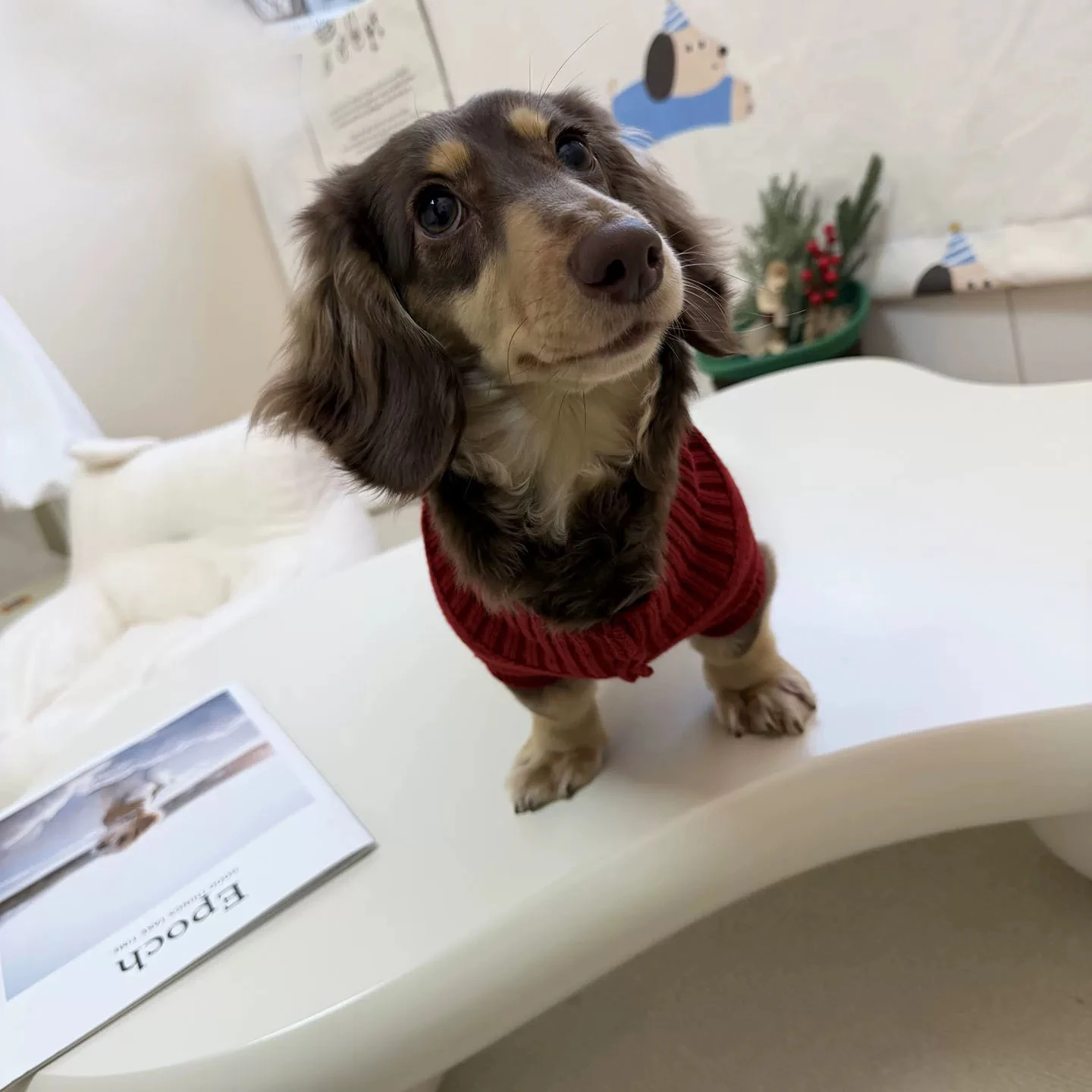 Hunde-Strickpullover