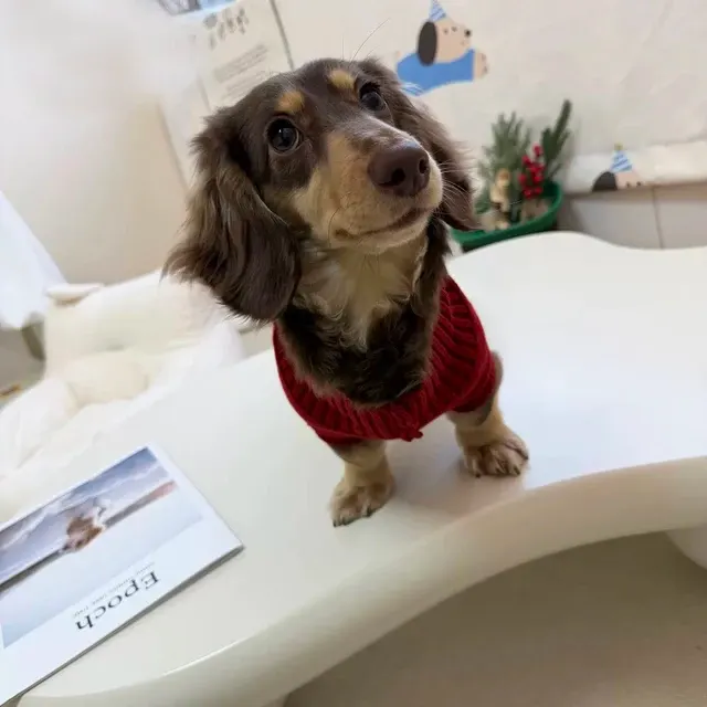 Dog Knit Sweater 1