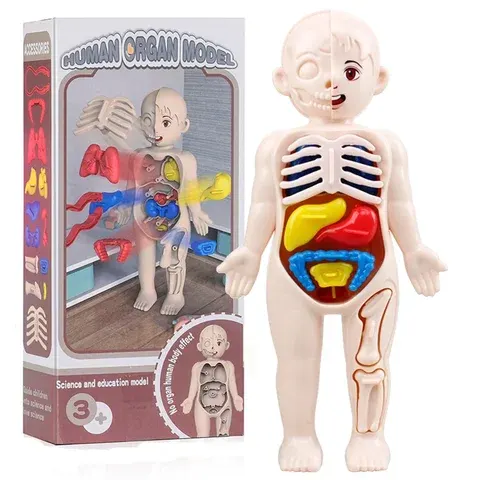 Montessori Human Anatomy Model Building Kit